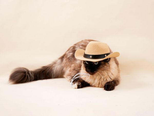 Chapeaux tendances pour chats : style et protection assurés