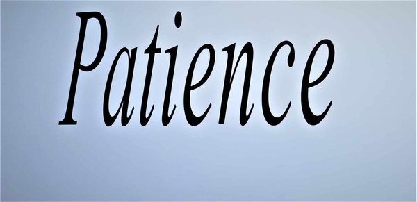 Comment apprendre à un chien de race Schnauzer Miniature à patienter avant de manger?